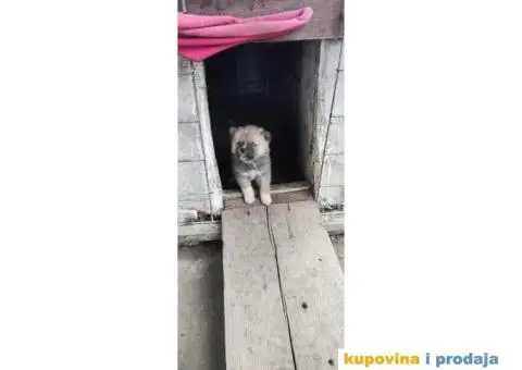 Akito ino štenci na prodaju - 5/5