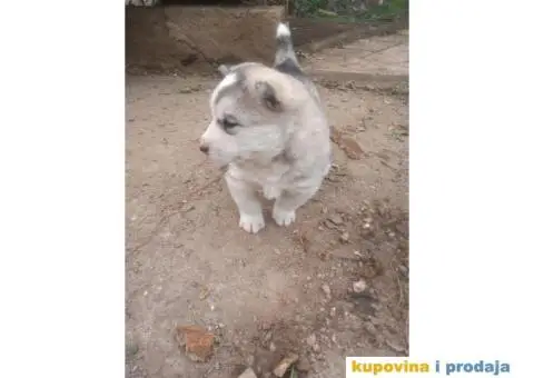 Stene Sibirski haski - 2/4