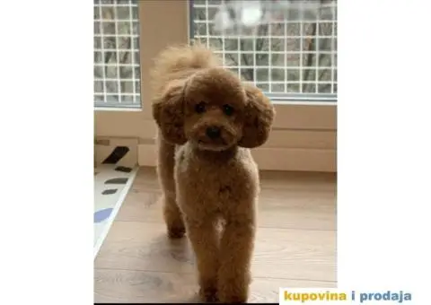 Toti pudla mužjak za parenje - 1/3