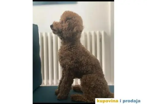 Toti pudla mužjak za parenje - 2/3