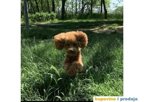 Toti pudla mužjak za parenje - 3/3