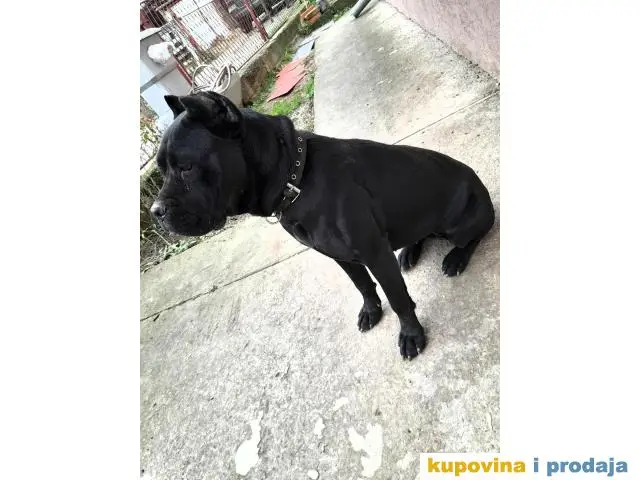 Zenka rase Cane Corso - 1