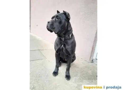 Zenka rase Cane Corso - 2/3
