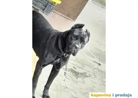 Zenka rase Cane Corso - 3/3