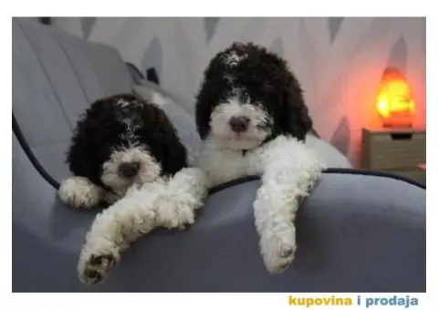 Lagoto tartufari štenci - 1/6