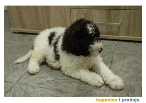 Lagoto tartufari štenci - 2/6