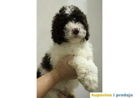 Lagoto tartufari štenci - 3/6