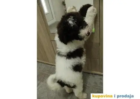 Lagoto tartufari štenci - 4/6