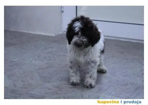 Lagoto tartufari štenci - 5/6