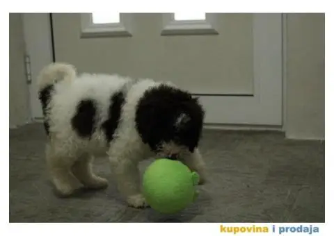 Lagoto tartufari štenci - 6/6