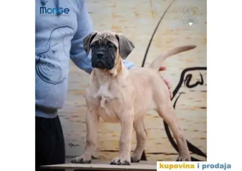 Odgajivačnica bullmastiff-a "Home of Guardians" nudi na prodaju vrhunsku izložbenu štenad - 2/7