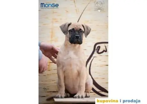 Odgajivačnica bullmastiff-a "Home of Guardians" nudi na prodaju vrhunsku izložbenu štenad - 3/7