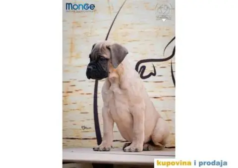 Odgajivačnica bullmastiff-a "Home of Guardians" nudi na prodaju vrhunsku izložbenu štenad - 4/7