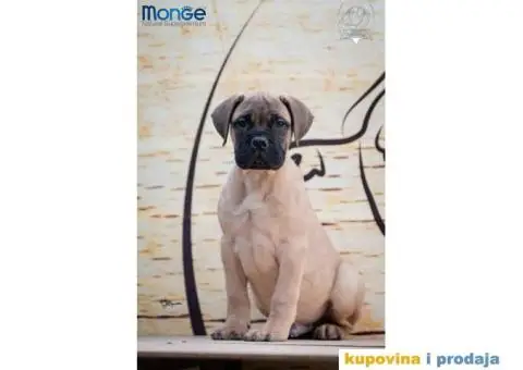 Odgajivačnica bullmastiff-a "Home of Guardians" nudi na prodaju vrhunsku izložbenu štenad - 5/7