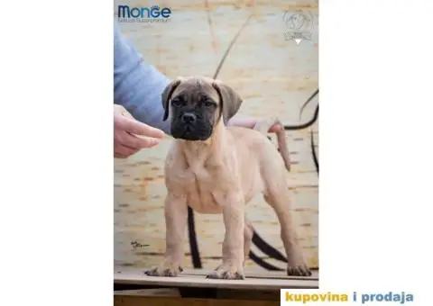 Odgajivačnica bullmastiff-a "Home of Guardians" nudi na prodaju vrhunsku izložbenu štenad - 6/7