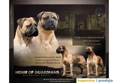 Odgajivačnica bullmastiff-a "Home of Guardians" nudi na prodaju vrhunsku izložbenu štenad - 7/7