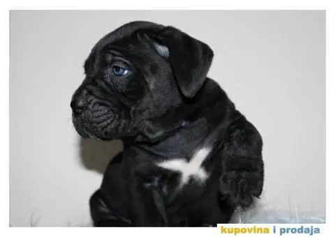 KANE KORSO CANE CORSO - 1/10