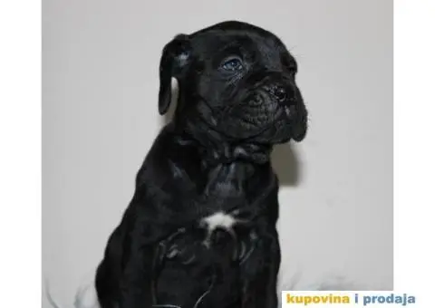 KANE KORSO CANE CORSO - 2/10