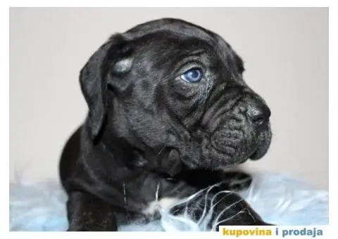 KANE KORSO CANE CORSO - 3/10