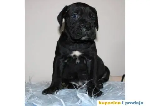 KANE KORSO CANE CORSO - 4/10