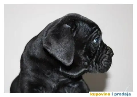 KANE KORSO CANE CORSO - 5/10