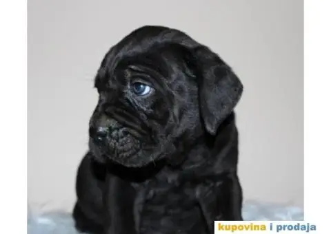 KANE KORSO CANE CORSO - 6/10