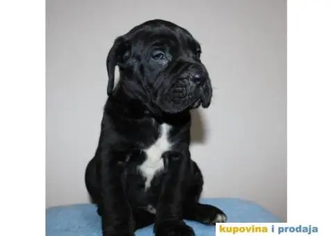 KANE KORSO CANE CORSO - 7/10