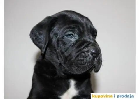 KANE KORSO CANE CORSO - 8/10