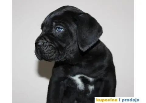 KANE KORSO CANE CORSO - 9/10