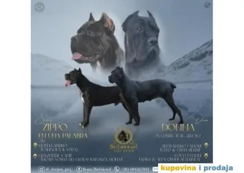 KANE KORSO CANE CORSO - 10/10