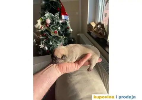 Francuski Buldog - 1/6