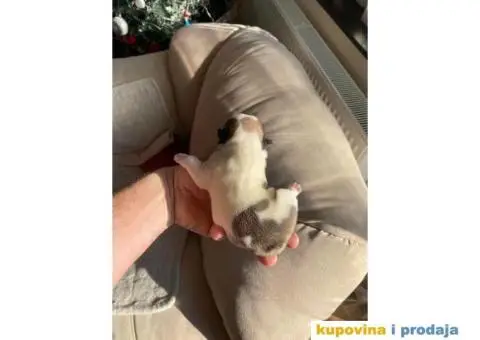 Francuski Buldog - 2/6