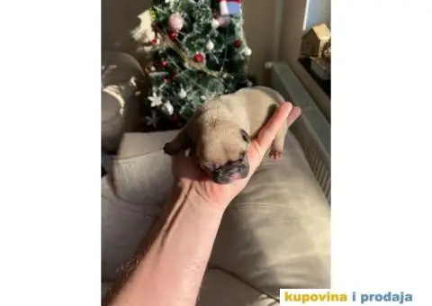 Francuski Buldog - 3/6