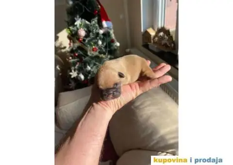 Francuski Buldog - 4/6