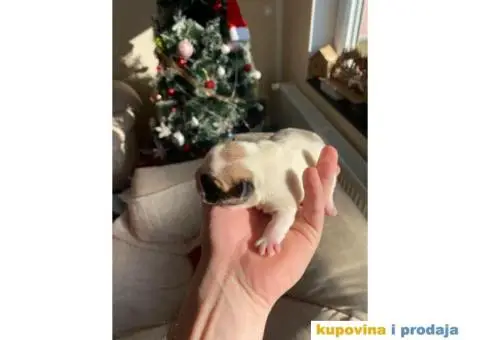 Francuski Buldog - 5/6