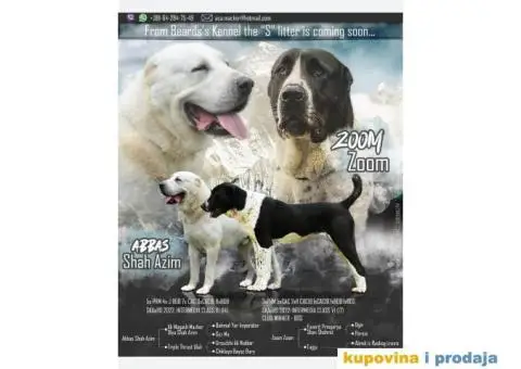 Srednjeazijski ovčar štenci - 1/14