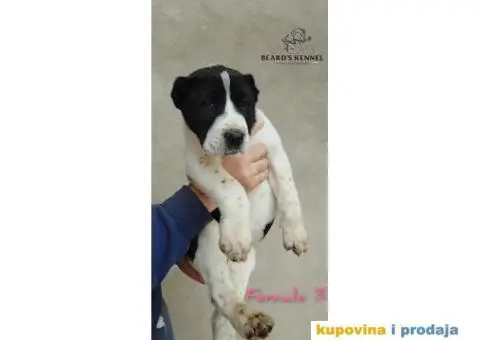 Srednjeazijski ovčar štenci - 2/14