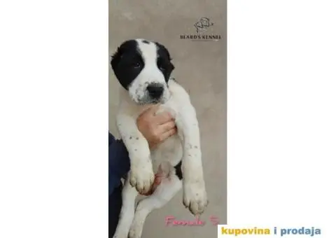 Srednjeazijski ovčar štenci - 3/14