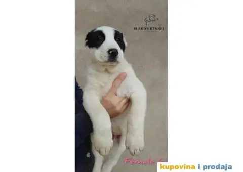 Srednjeazijski ovčar štenci - 4/14