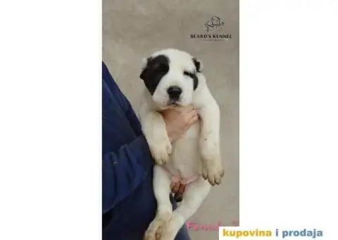 Srednjeazijski ovčar štenci - 5/14