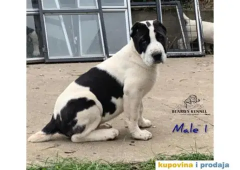 Srednjeazijski ovčar štenci - 6/14