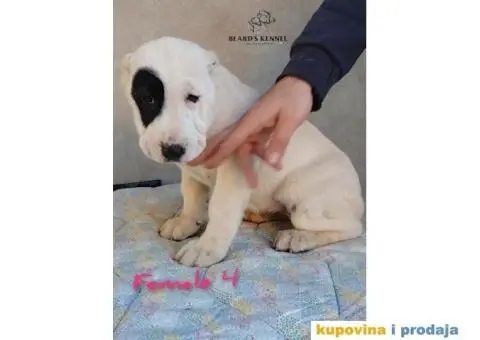 Srednjeazijski ovčar štenci - 7/14