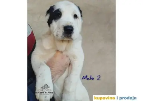 Srednjeazijski ovčar štenci - 8/14