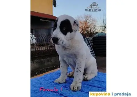 Srednjeazijski ovčar štenci - 9/14