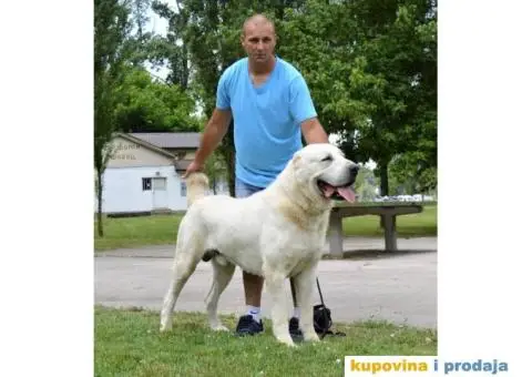 Srednjeazijski ovčar štenci - 11/14