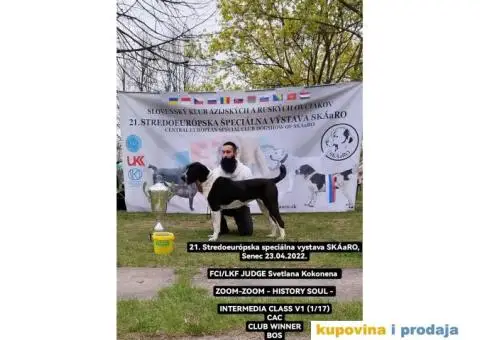 Srednjeazijski ovčar štenci - 12/14