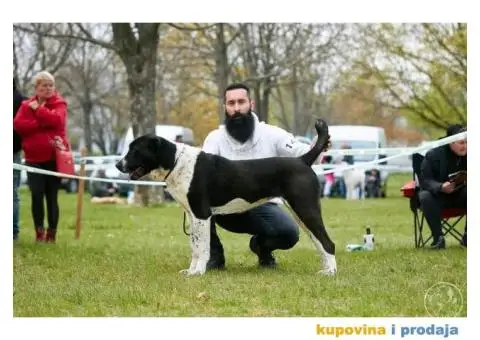 Srednjeazijski ovčar štenci - 13/14