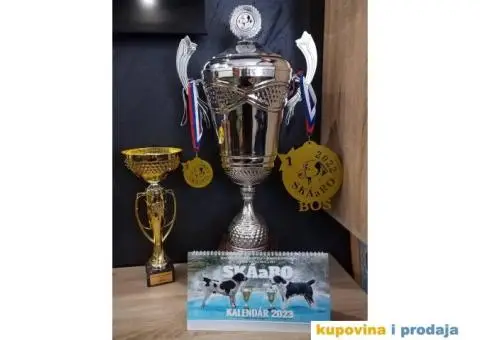 Srednjeazijski ovčar štenci - 14/14