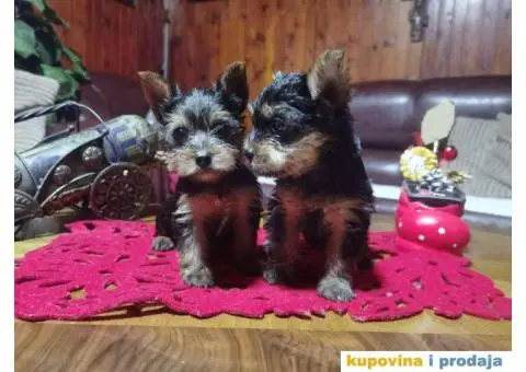 Jorkširski terijer stenci - 1/4