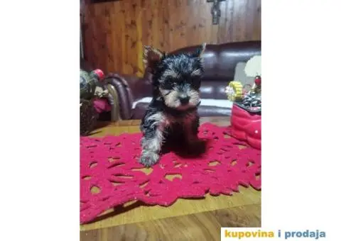 Jorkširski terijer stenci - 2/4